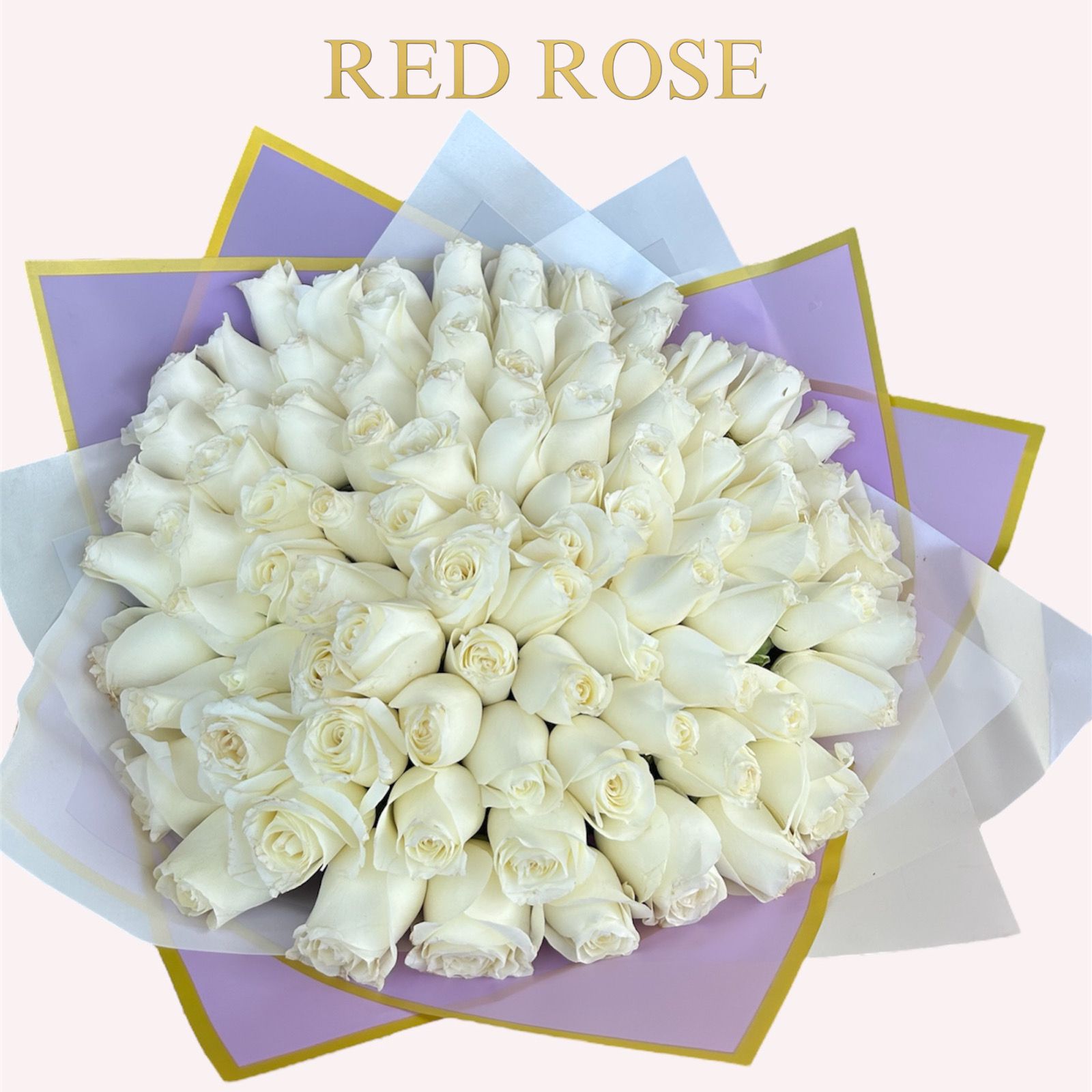100 rosas blancas