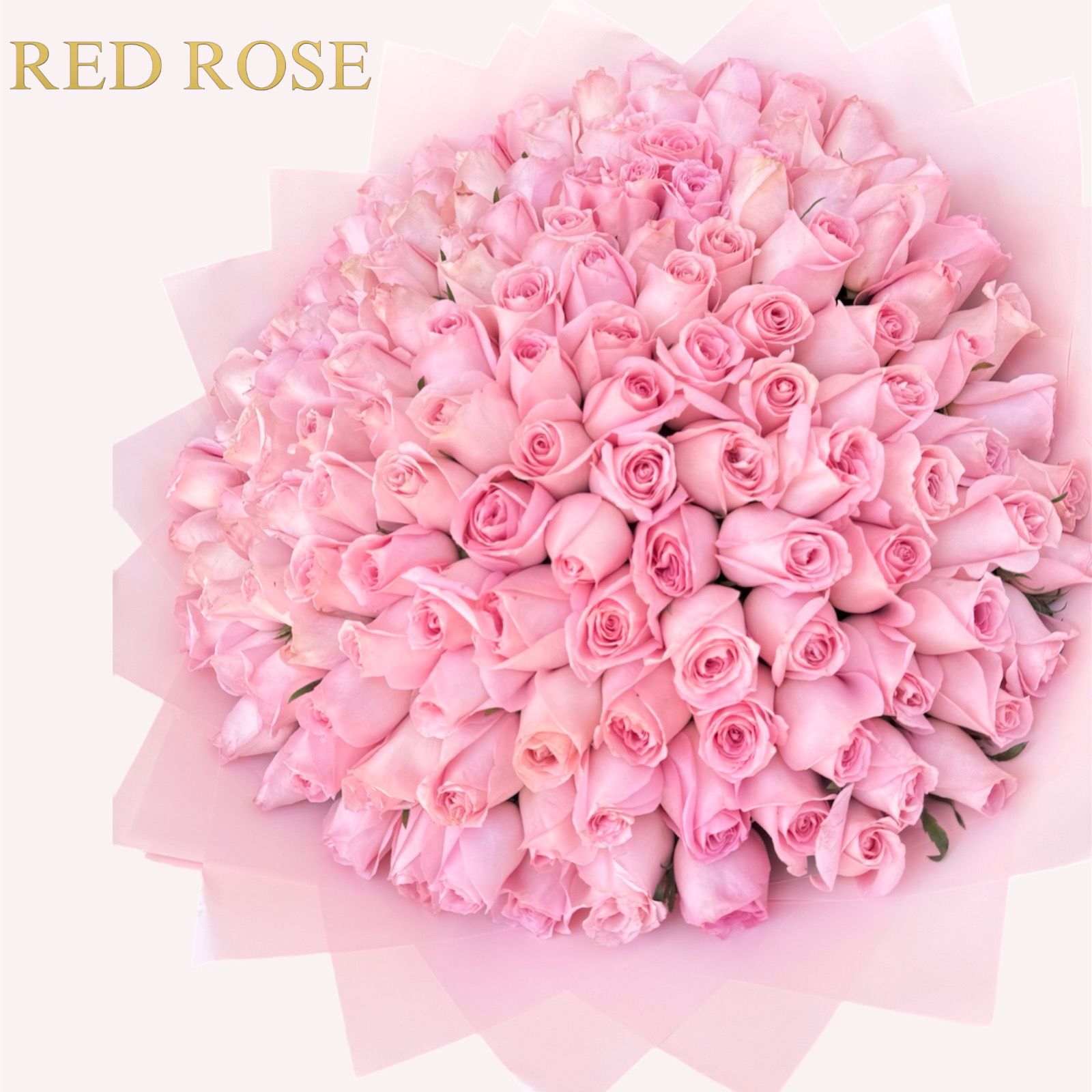 200 rosas rositas