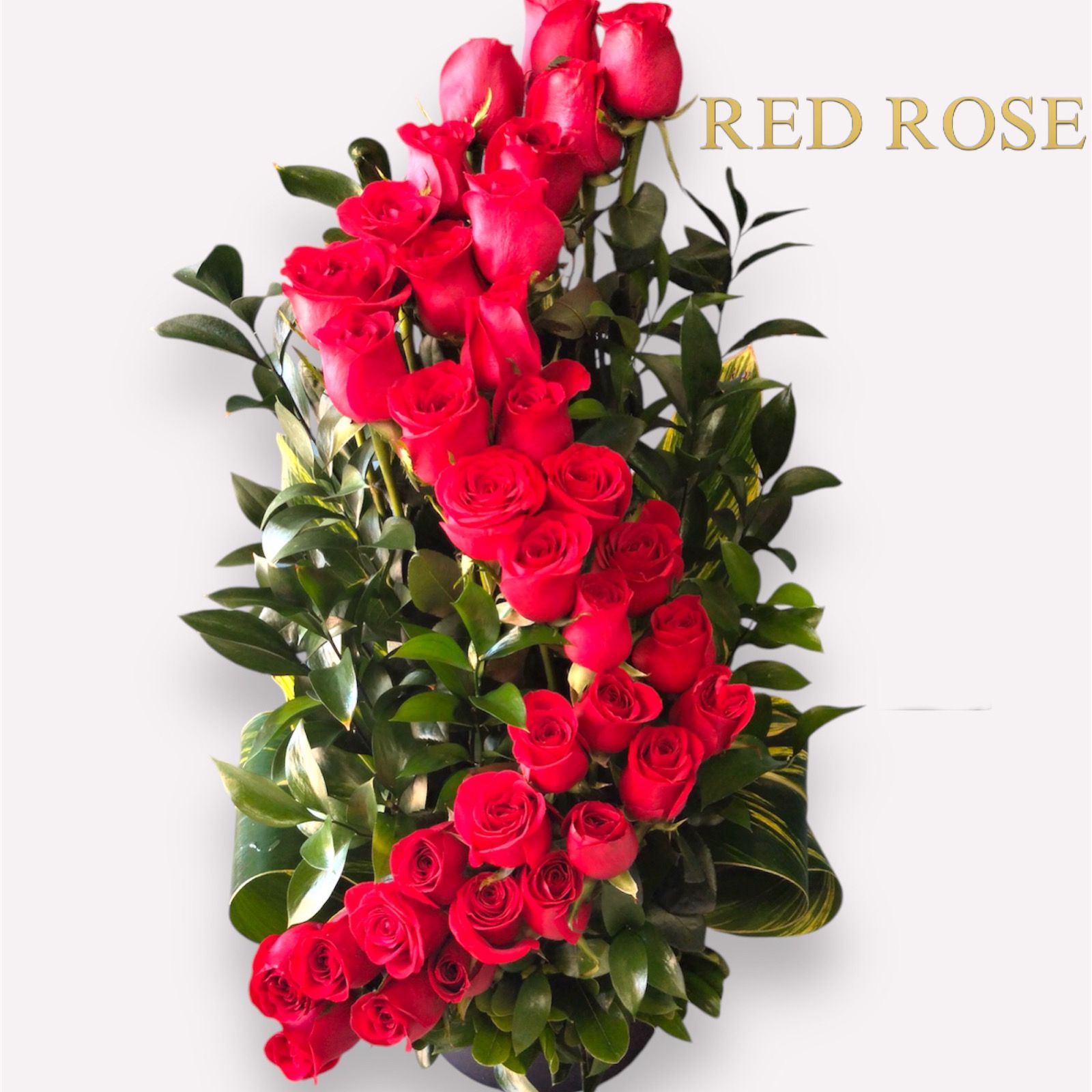 36 rosas rojas en espiral con base de madera y rusco alrededor