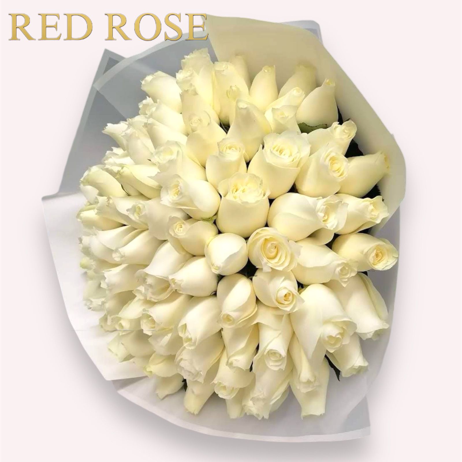 75 rosas blancas con envoltura blanca 