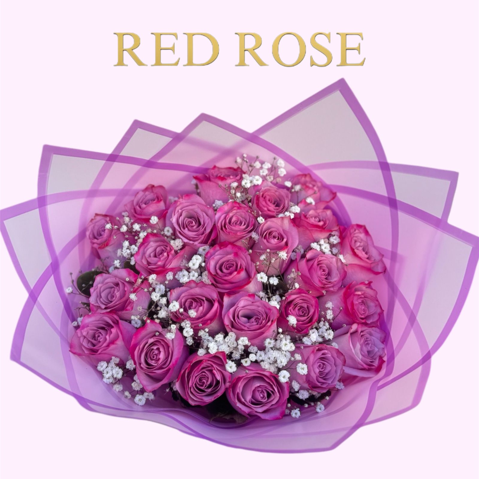 24 Rosas Lilas