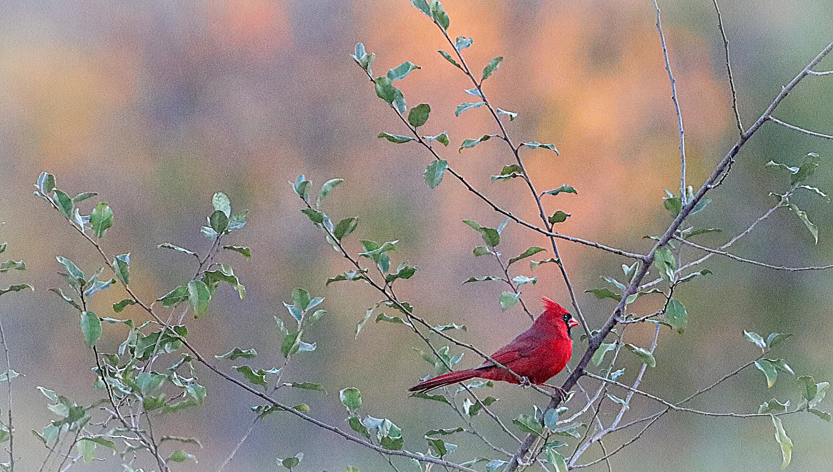 Nature Wildlife Photograph