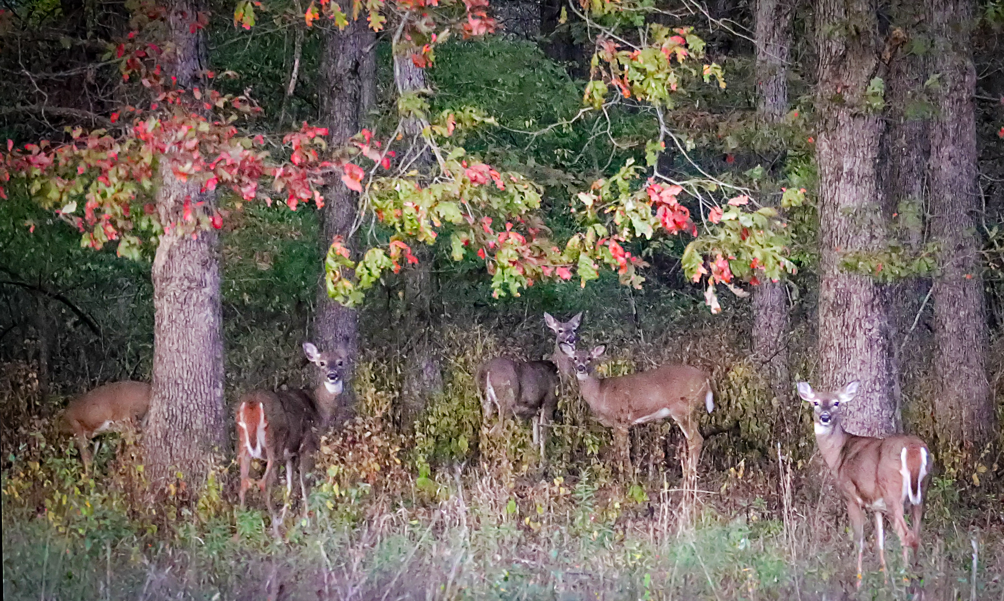 Nature Photography Print