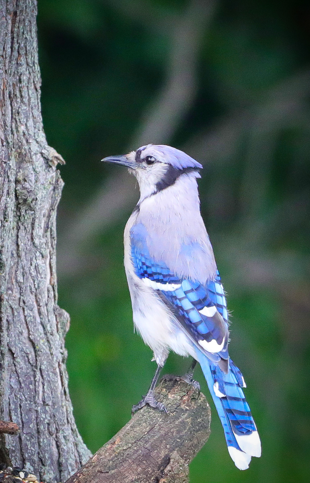 Decorative Blue Jay 