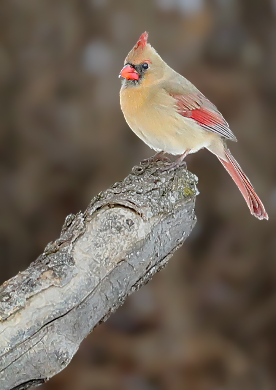 Deer in Autumn Meadow Digital Print