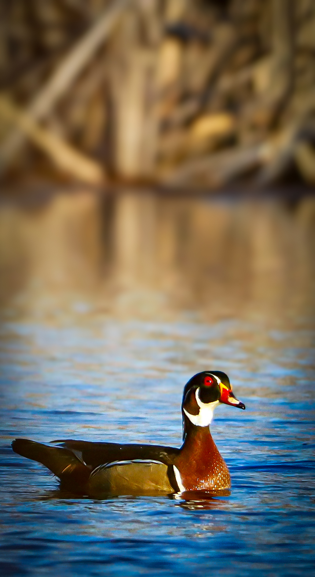 Deer in Autumn Meadow Digital Print