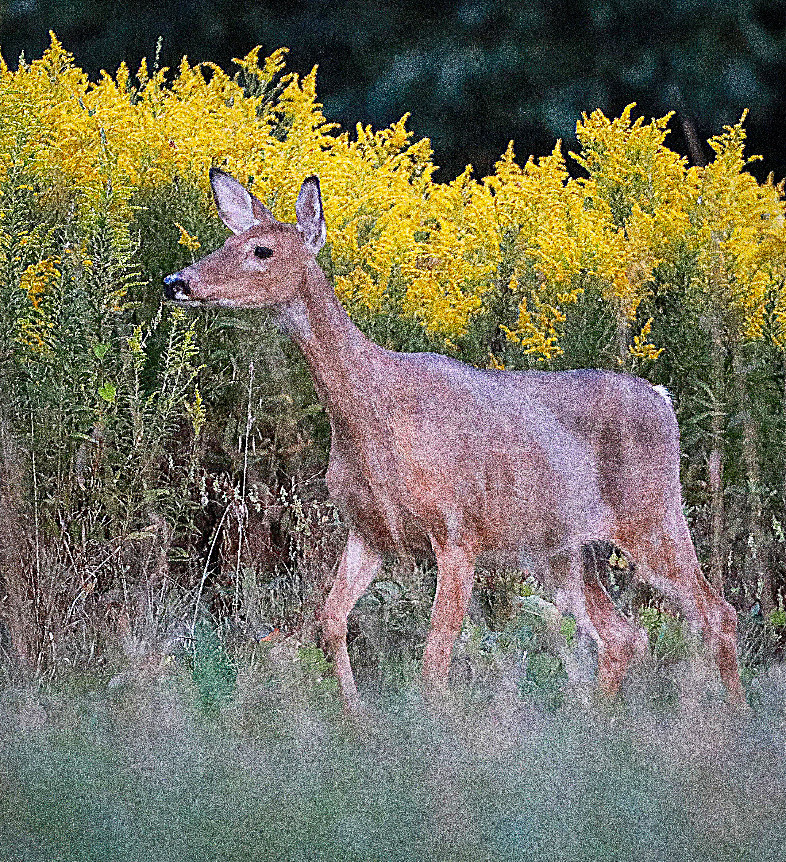 Deer in Autumn Meadow Digital Print
