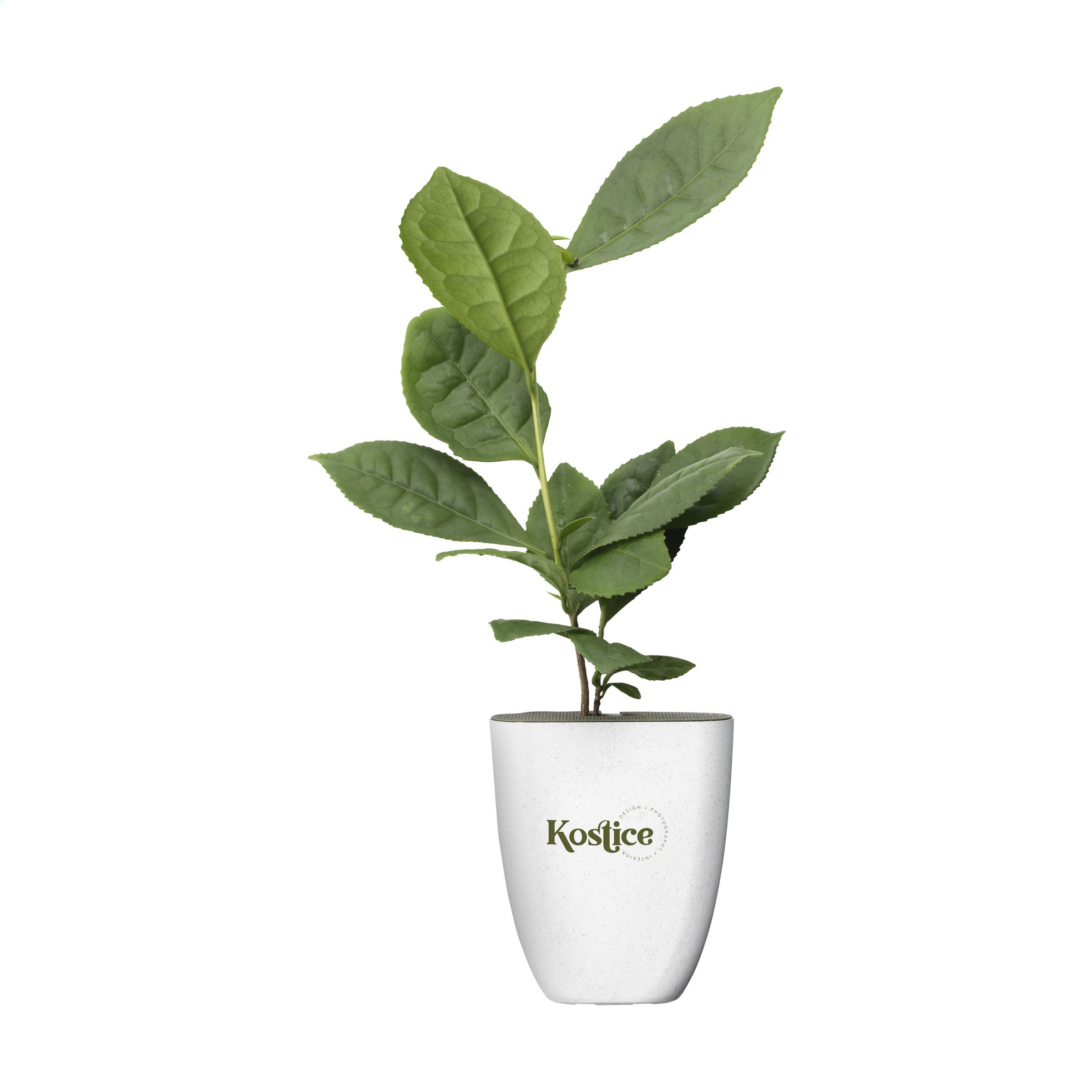 2015 Pašto dežutėje telpantis Treemore prekės ženklo medis:  Arbatos augalas (Camellia sinensis)
