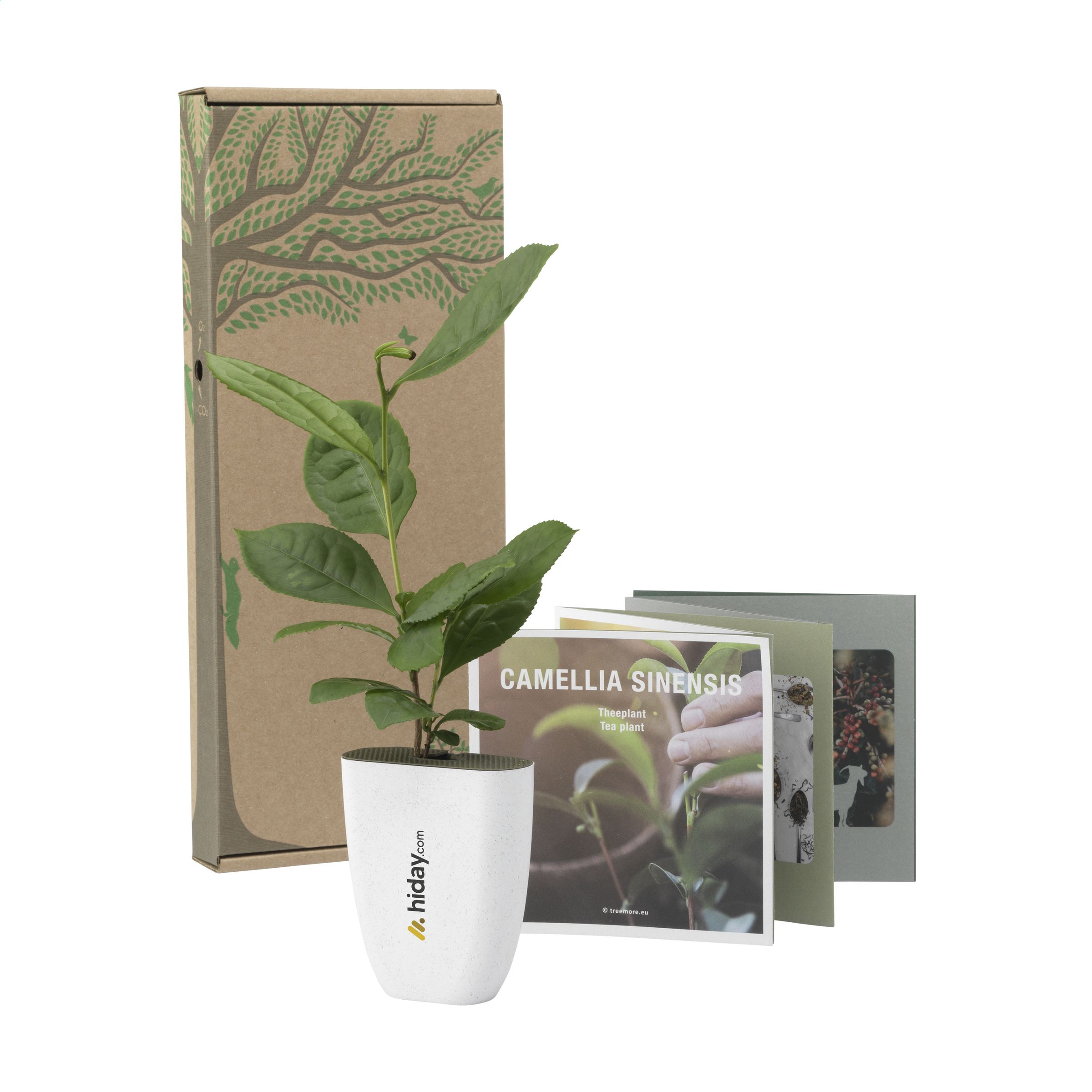 2015 Pašto dežutėje telpantis Treemore prekės ženklo medis:  Arbatos augalas (Camellia sinensis)