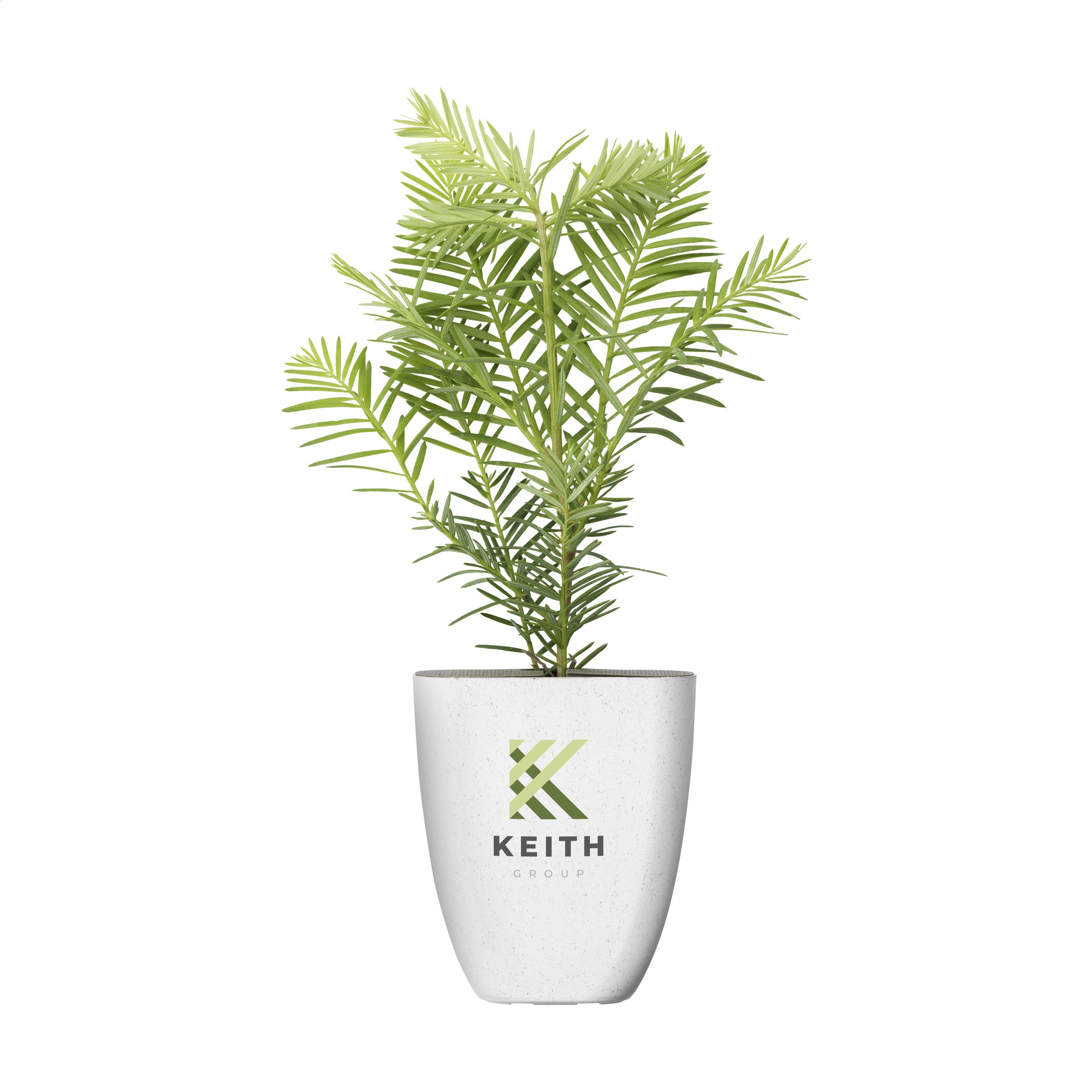 2020 Pašto dežutėje telpantis Treemore prekės ženklo medis:  Gigantiškasis sekvoja (Sequoiadendron Giganteum)