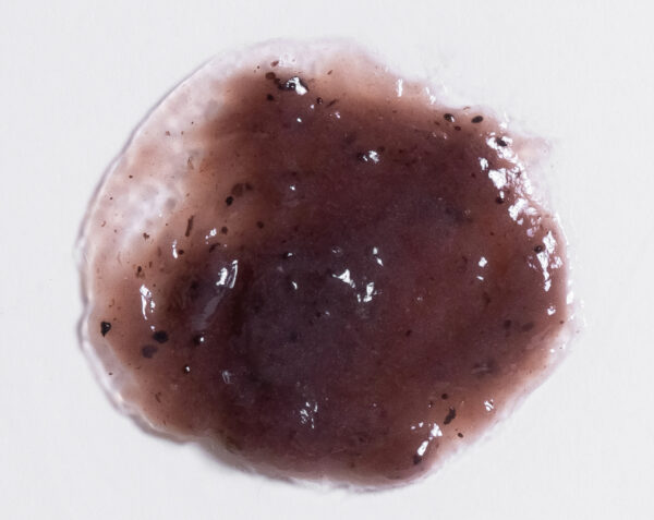 Blueberry Enzyme