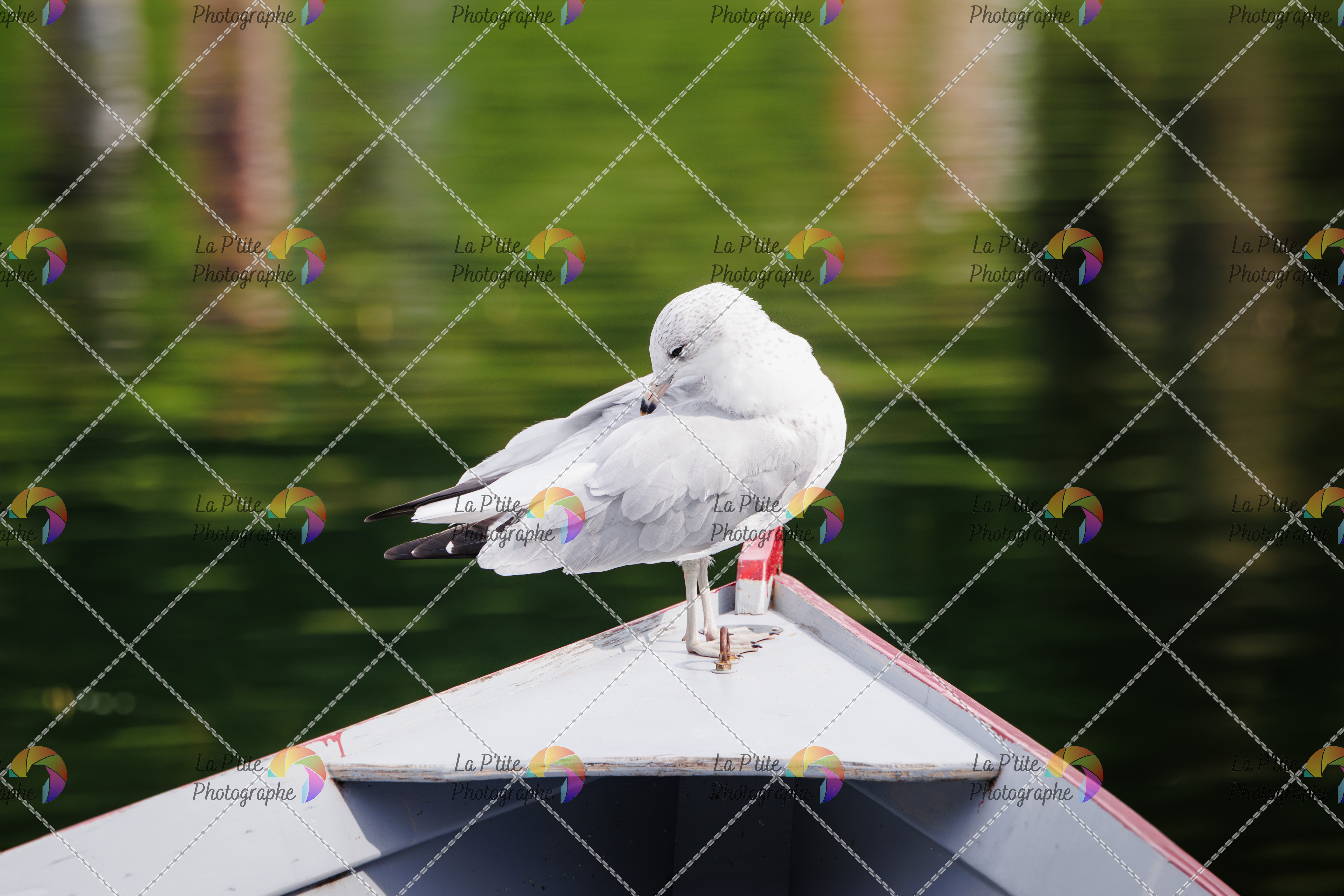 Photo numérique