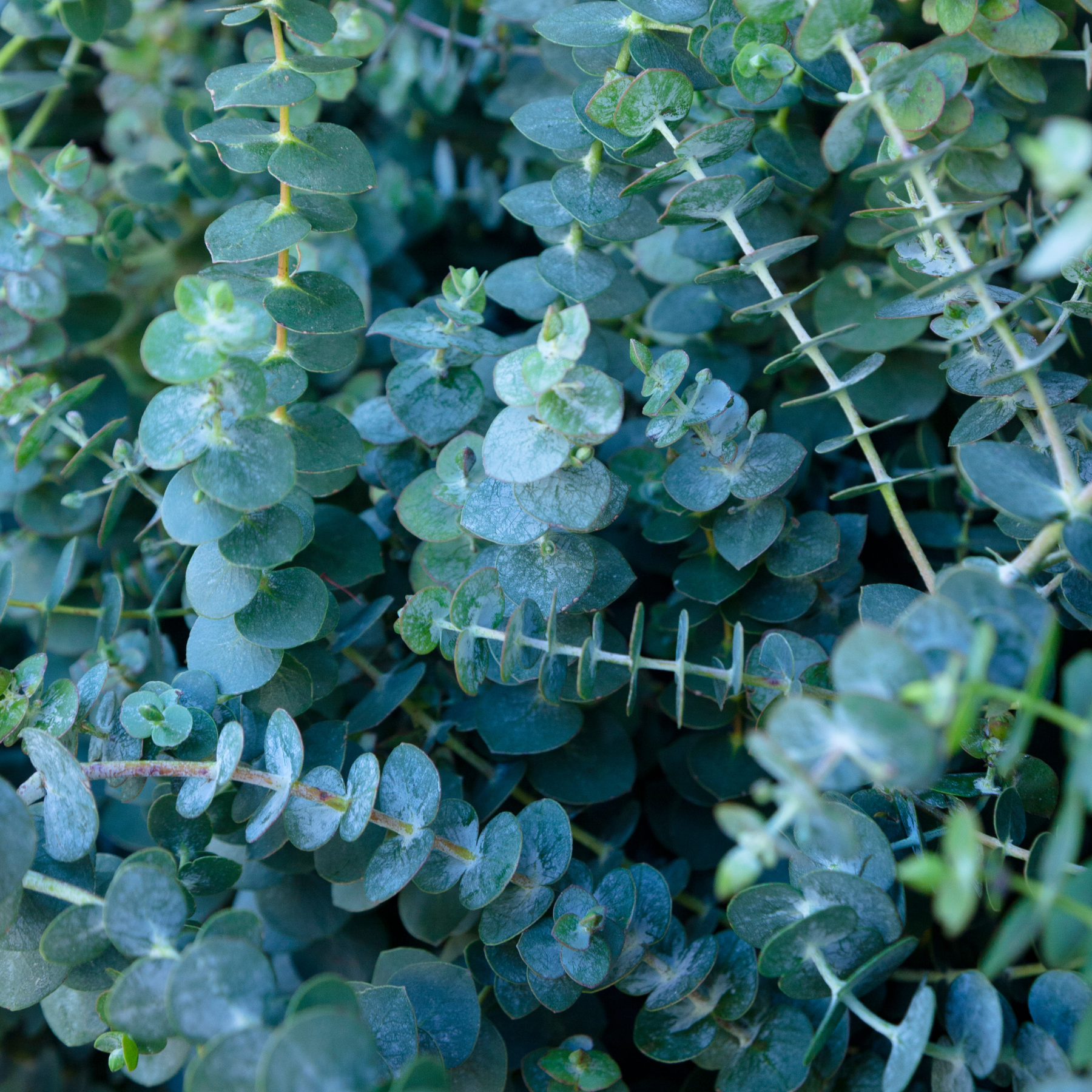 100% Pure Organic Eucalyptus Globulus Essential Oil