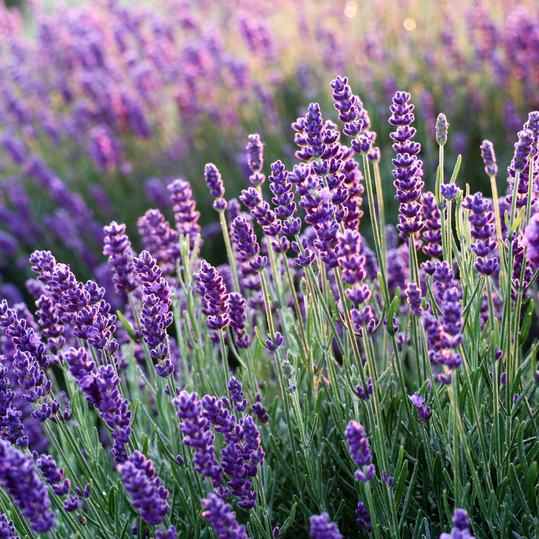 100% Pure Organic Lavender Essential Oil