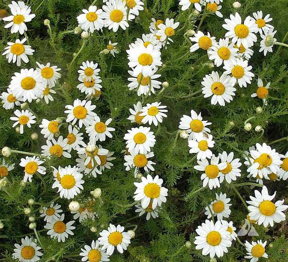 100% Pure Organic Chamomile Essential Oil