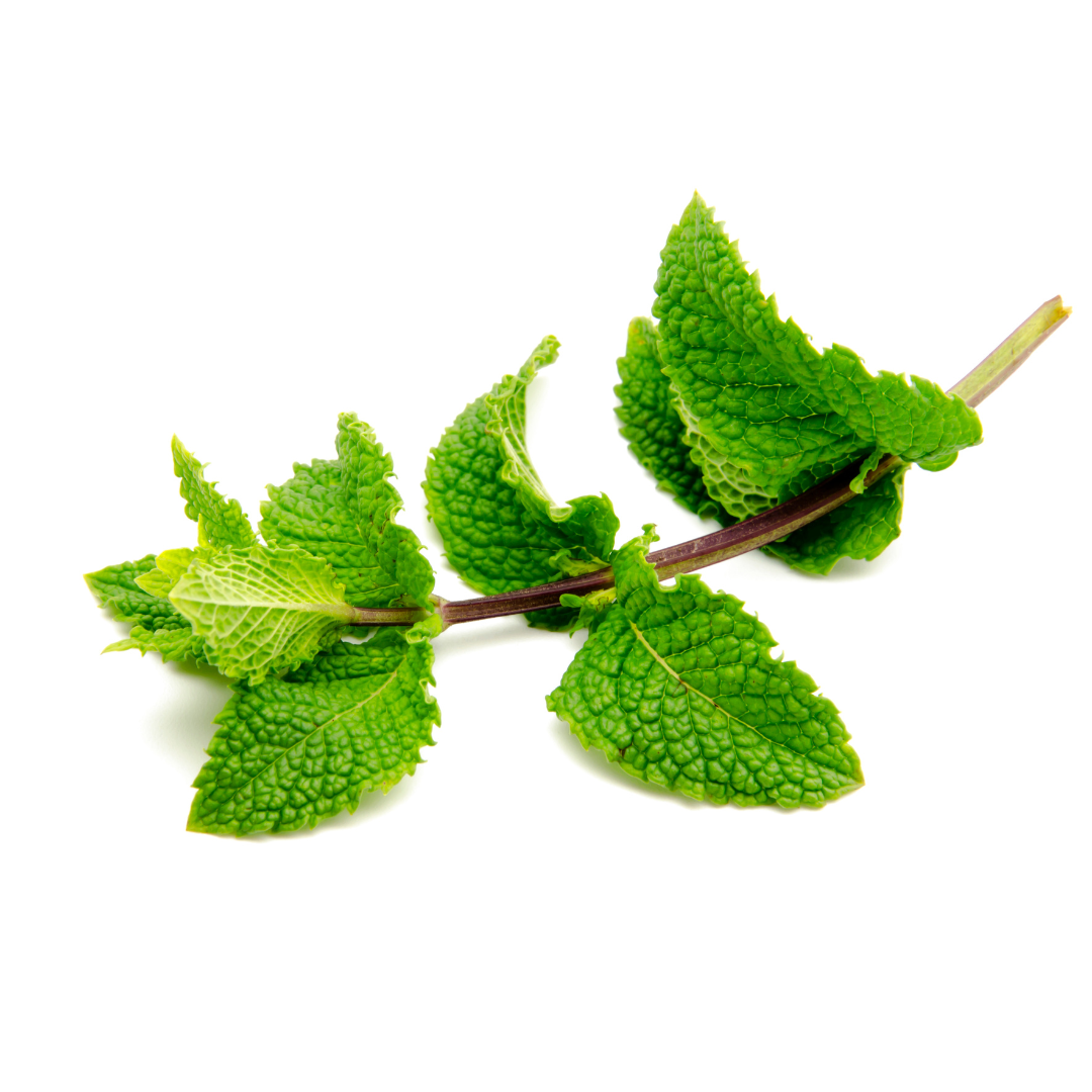 100% Pure Organic Spearmint Essential Oil