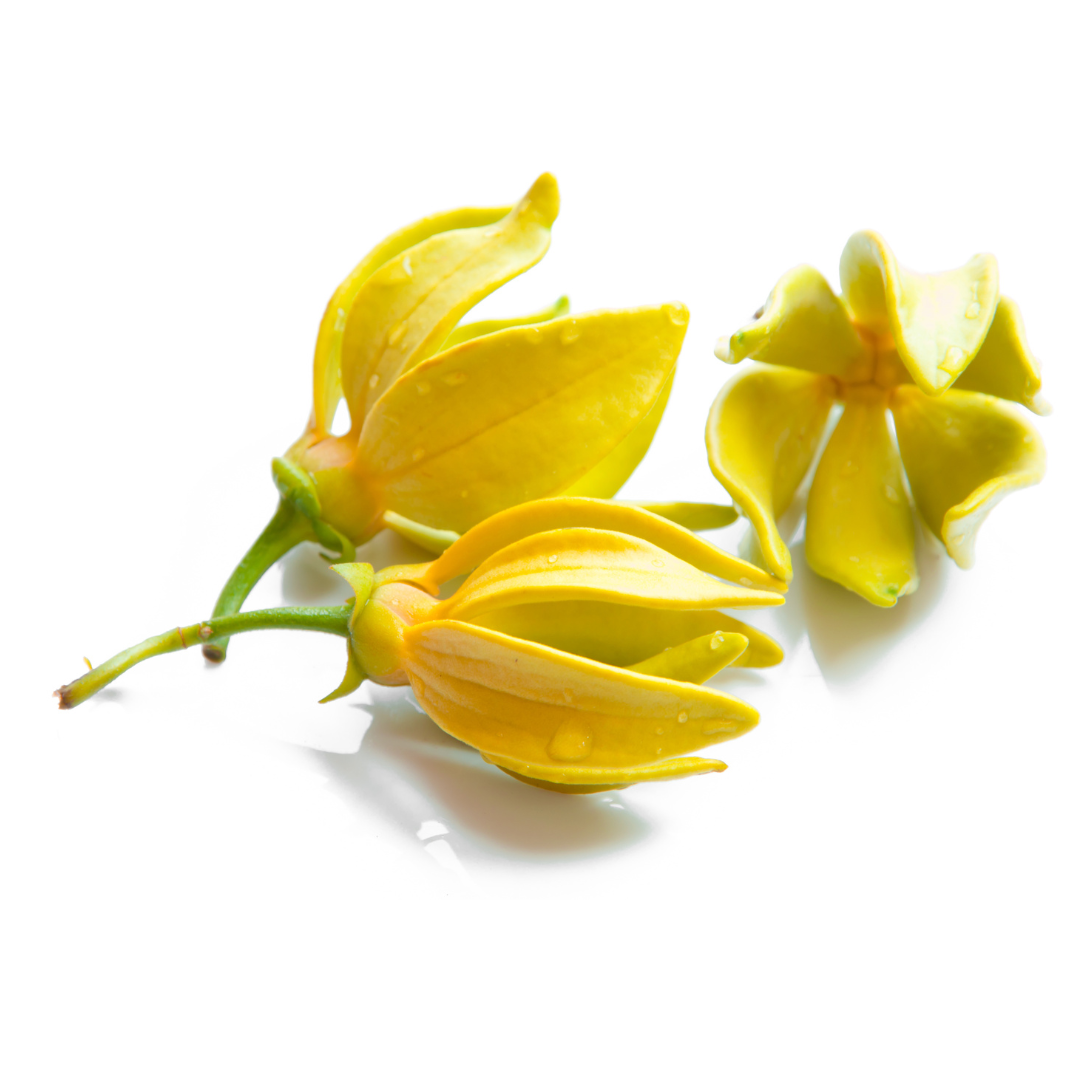 100% Pure Organic Ylang Ylang Essential Oil