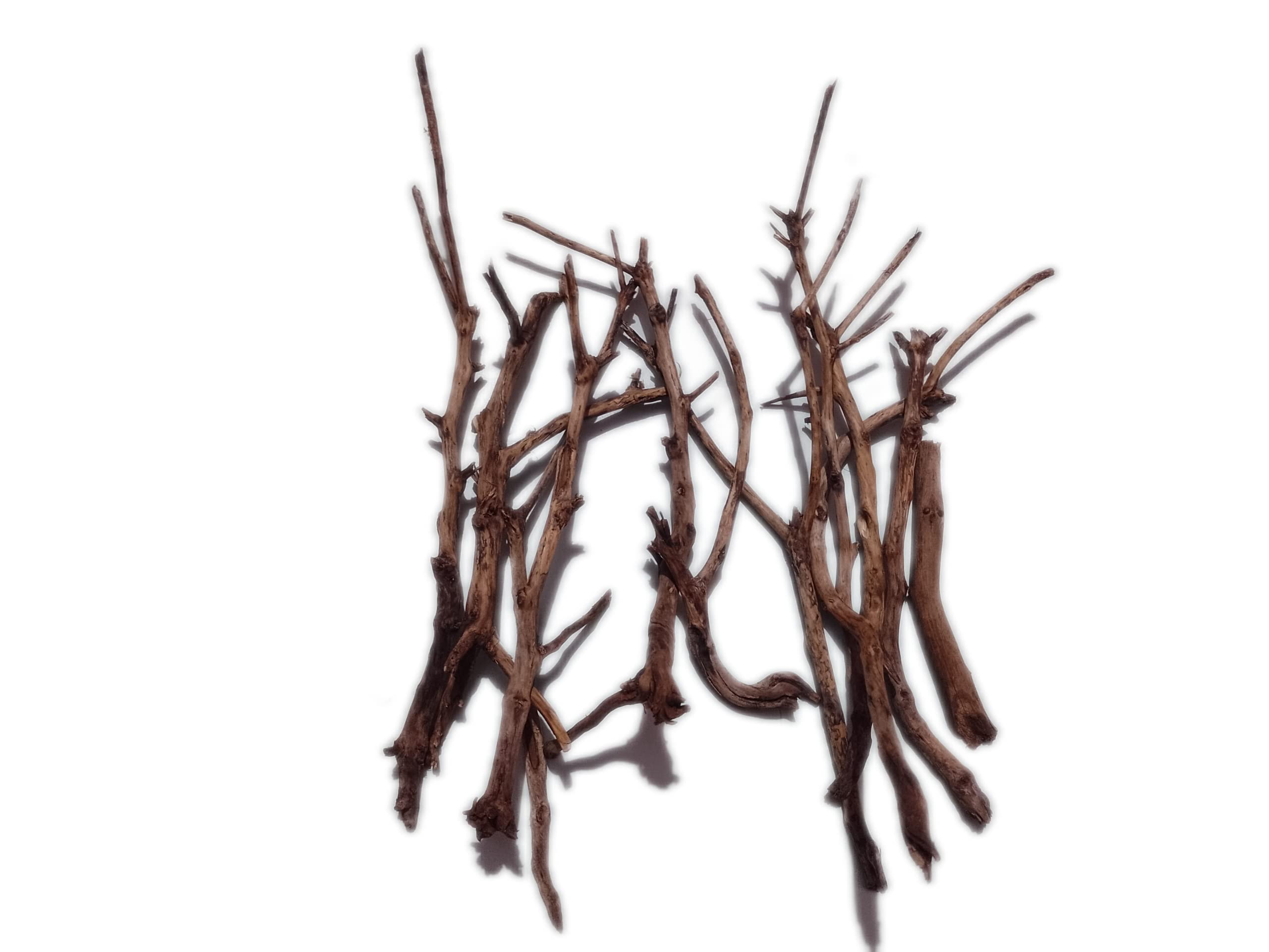 Driftwood for Terrarium Setup or Craft work or Mini Tank decor Small Twigs 10 Pieces