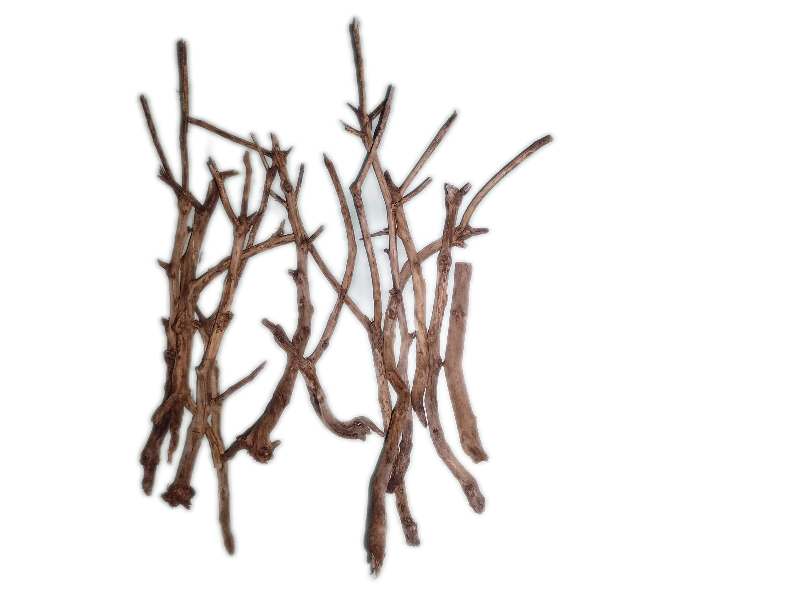 Driftwood for Terrarium Setup or Craft work or Mini Tank decor Small Twigs 10 Pieces
