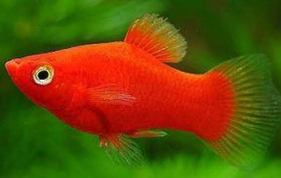 Full Red Platy Single Fish