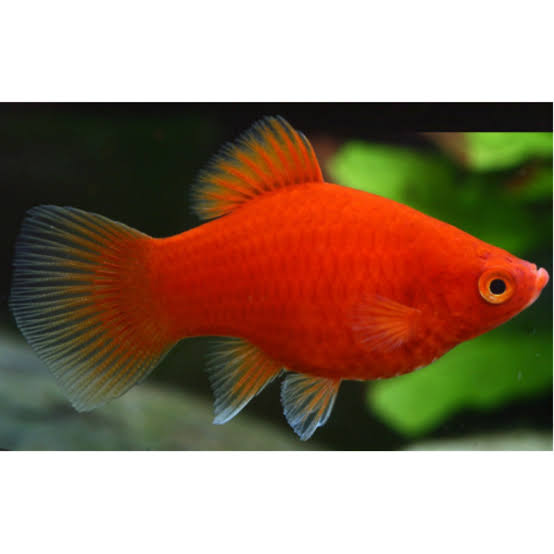Full Red Platy Single Fish