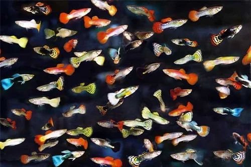Mixed Guppy Fish single fish
