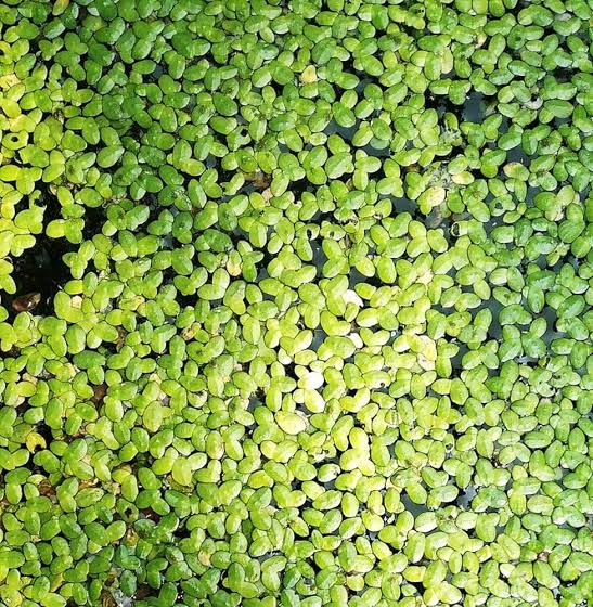 Duckweed Aquarium plant 50 numbers
