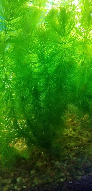 Foxtail Aquarium plants 10 stamps