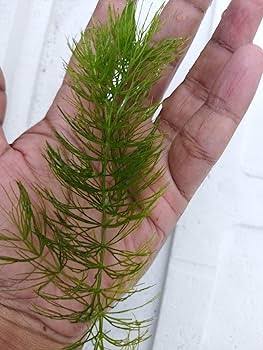 Foxtail Aquarium plants 10 stamps