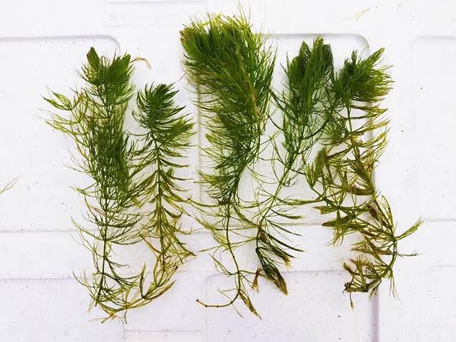 Foxtail Aquarium plants 10 stamps