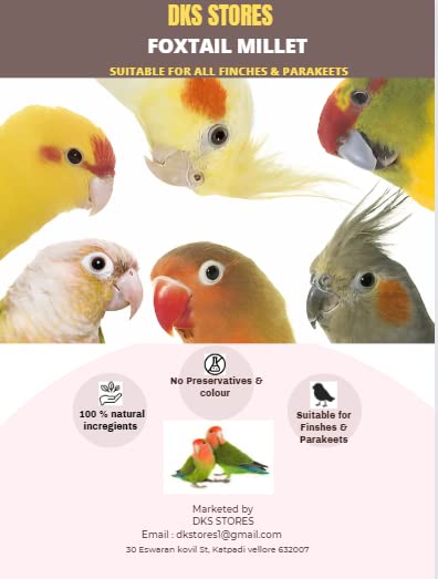 Foxtail Millet (Kangni or Thinai), Bird Food for All Life Stages Canary, Finches, Waxbills, Budgies, Lovebirds, Cockatiels, Parrots & Parakeets, 1000 gram