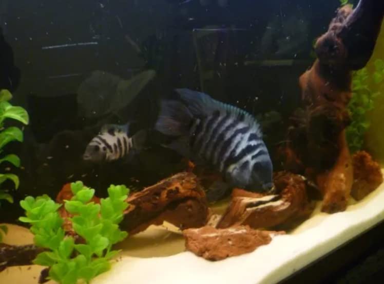 Driftwood for Aquarium Small Two Pieces (Random Shape ) 15 CM long Suitable for Mini Tanks only