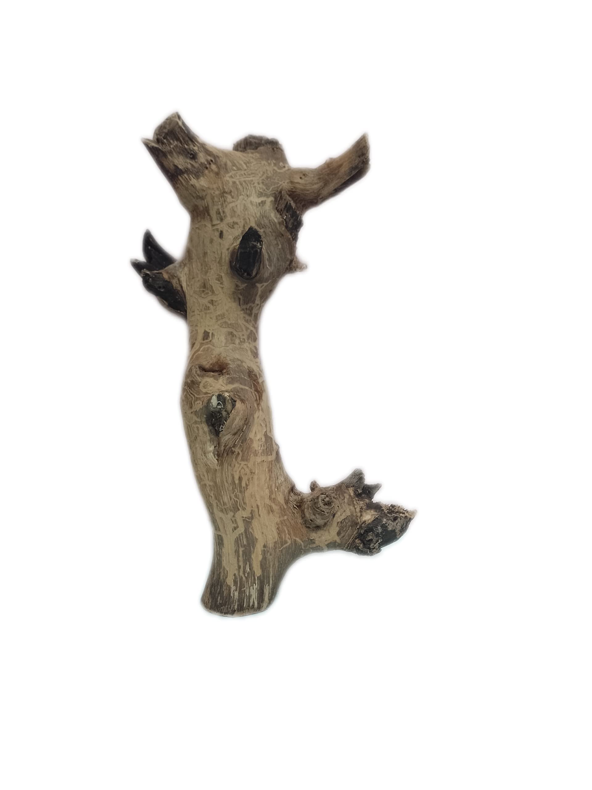 Driftwood for Aquarium Original Teak Wood 37 Cm long and 1.1 KG weight(Random Shape)