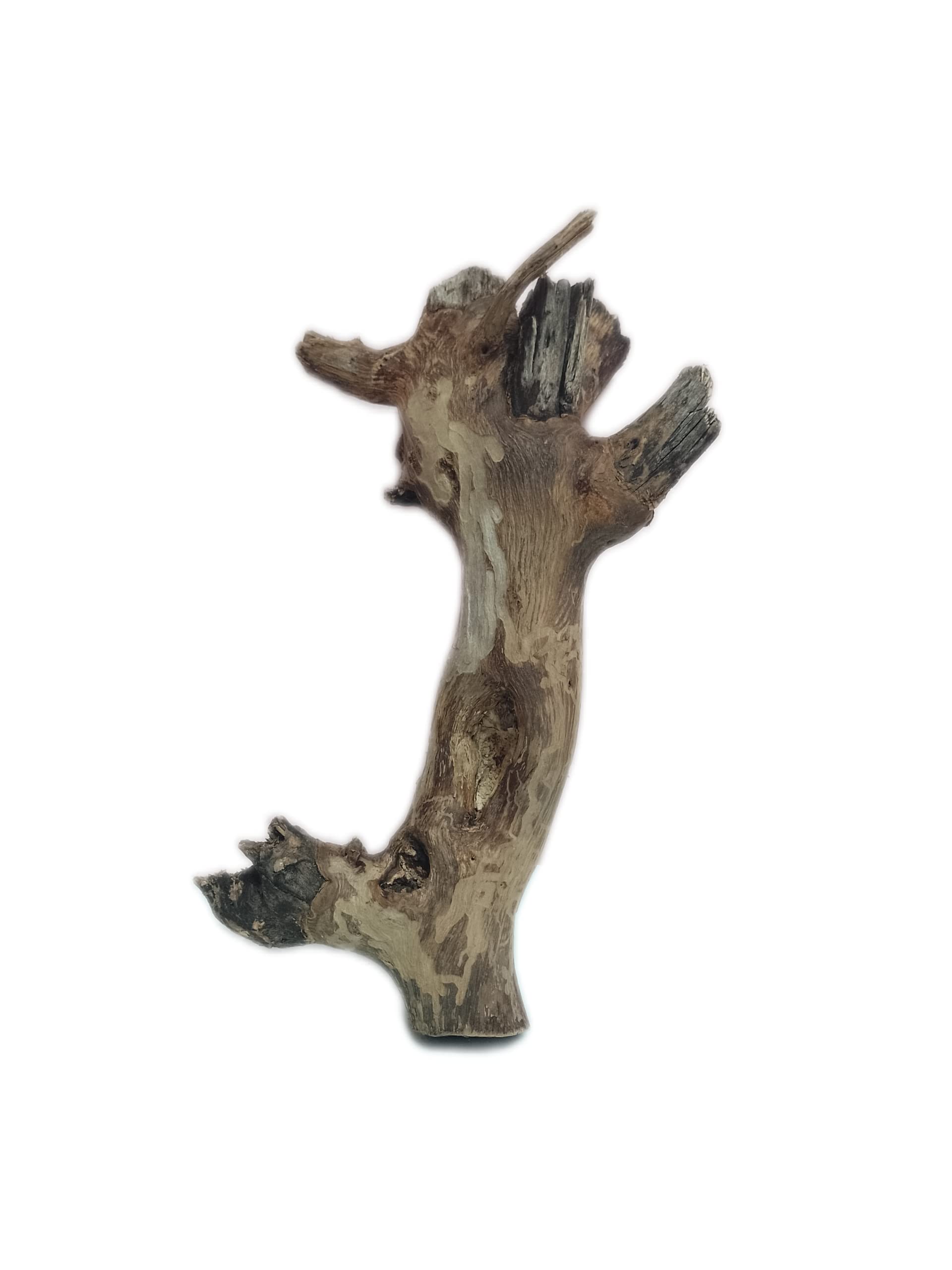 Driftwood for Aquarium Original Teak Wood 37 Cm long and 1.1 KG weight(Random Shape)