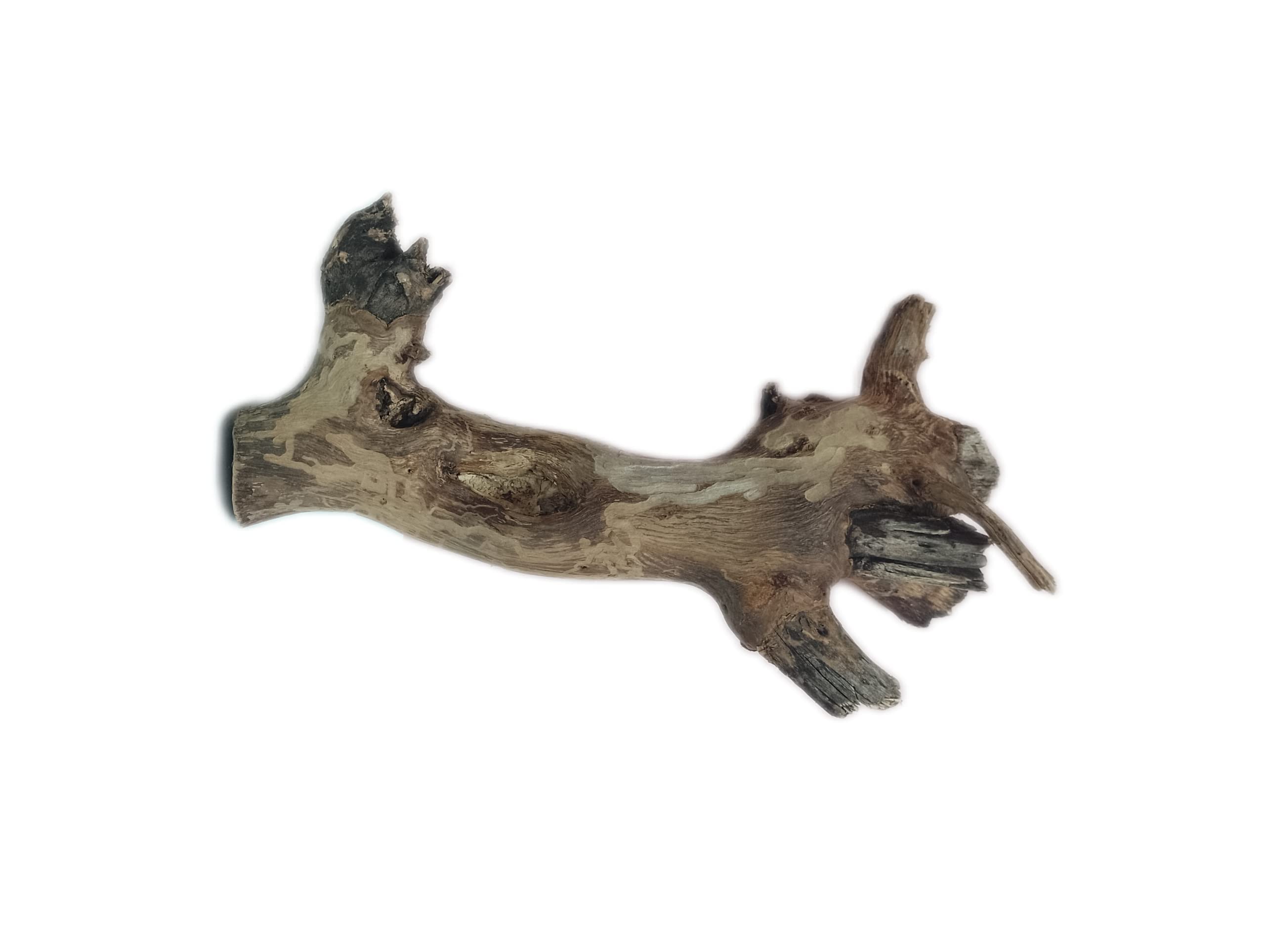 Driftwood for Aquarium Original Teak Wood 37 Cm long and 1.1 KG weight(Random Shape)