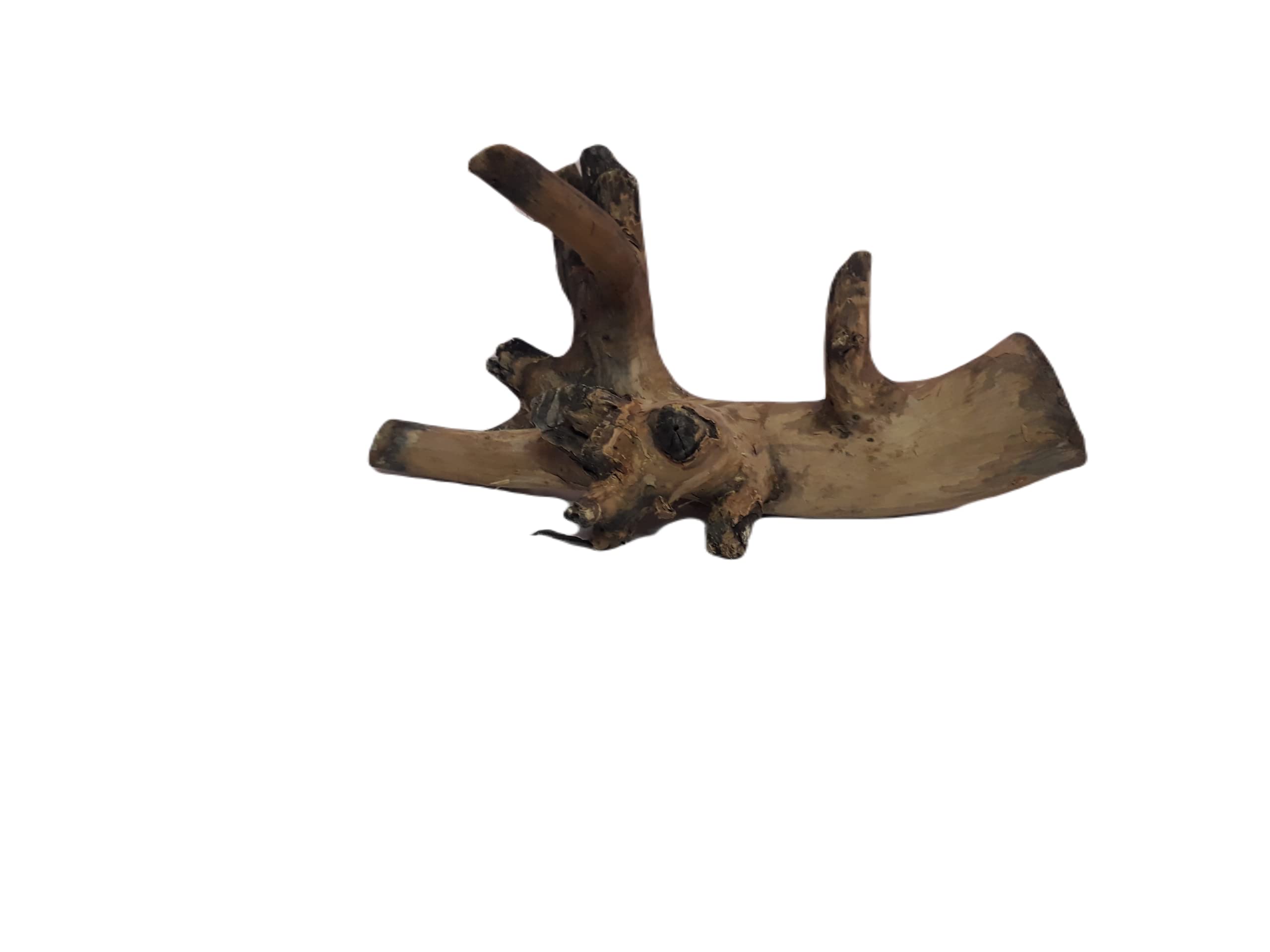 Driftwood for Aquarium Original Teak wood 30 CM long Solid branch wood (Random Shape)