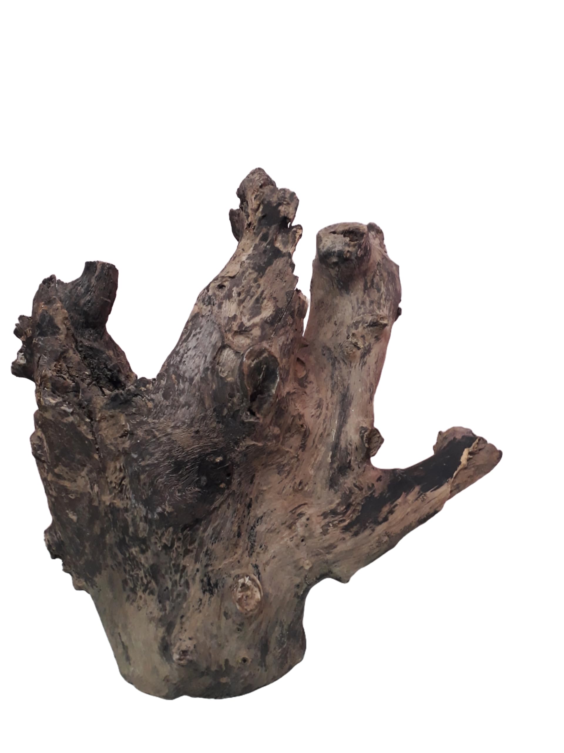 Driftwood For Aquairum Original Teak wood 5 Kg Weight and 40 CM Height