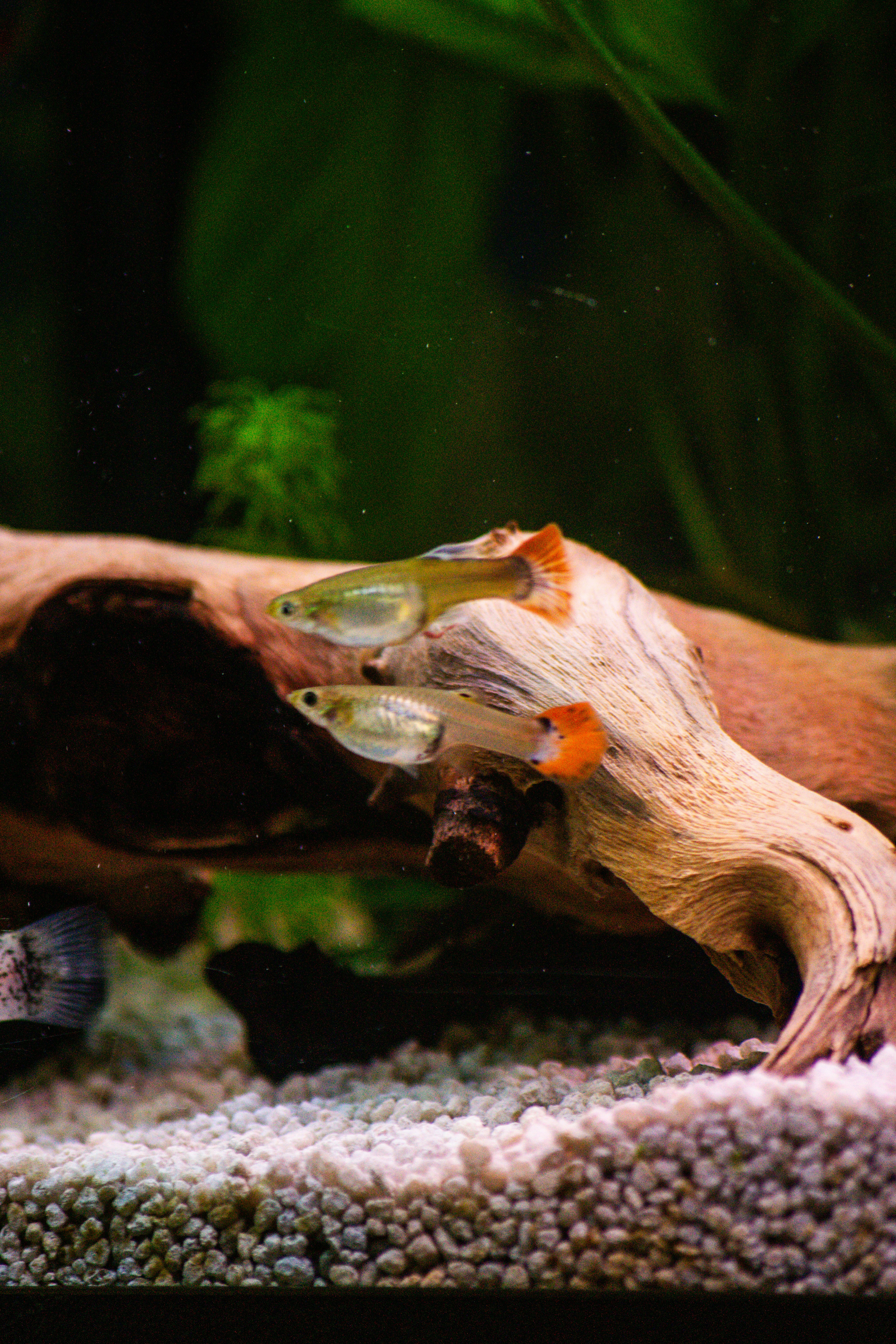 Female Guppy Fish Two numbers (Mixed Color) 