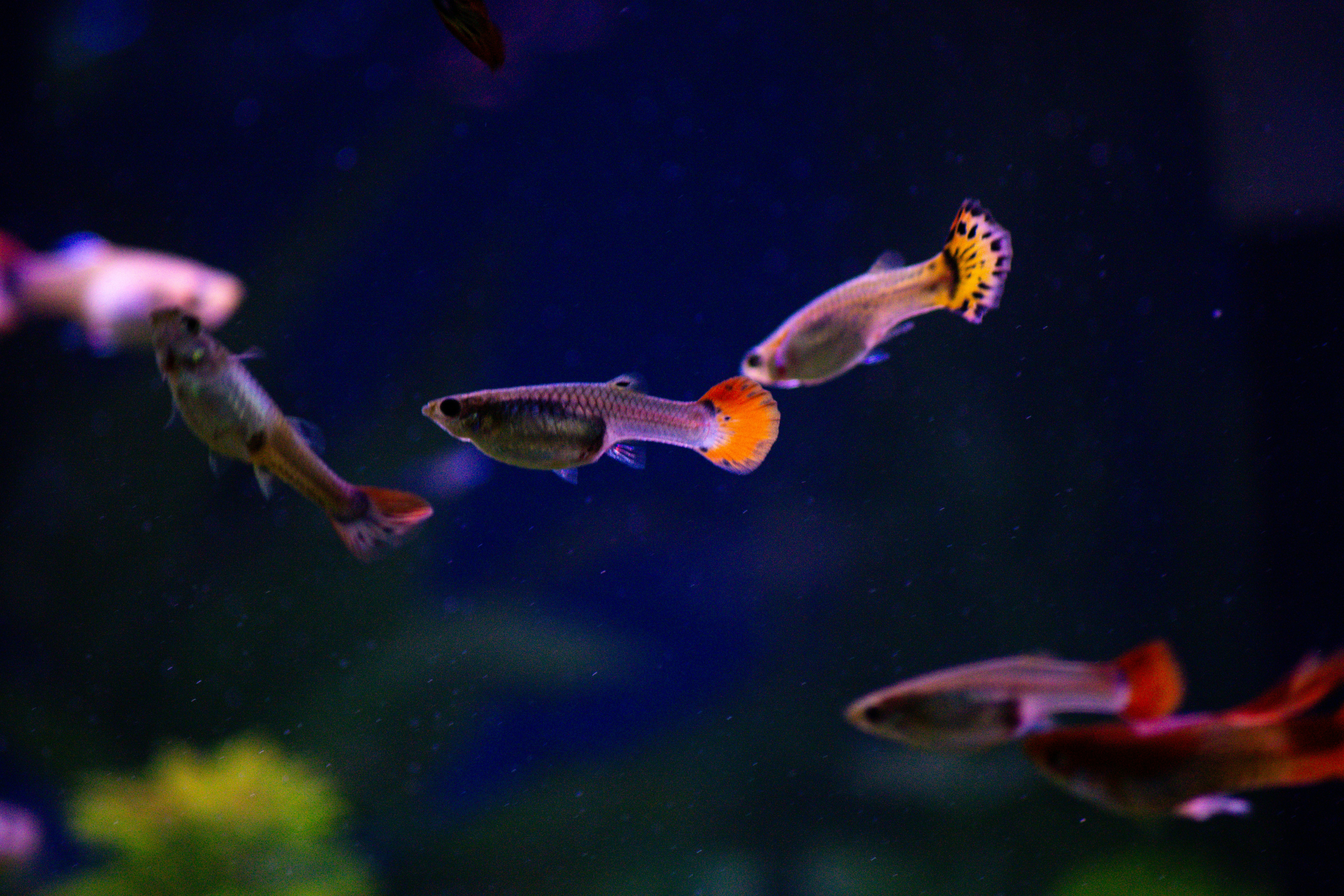 Female Guppy Fish Two numbers (Mixed Color) 