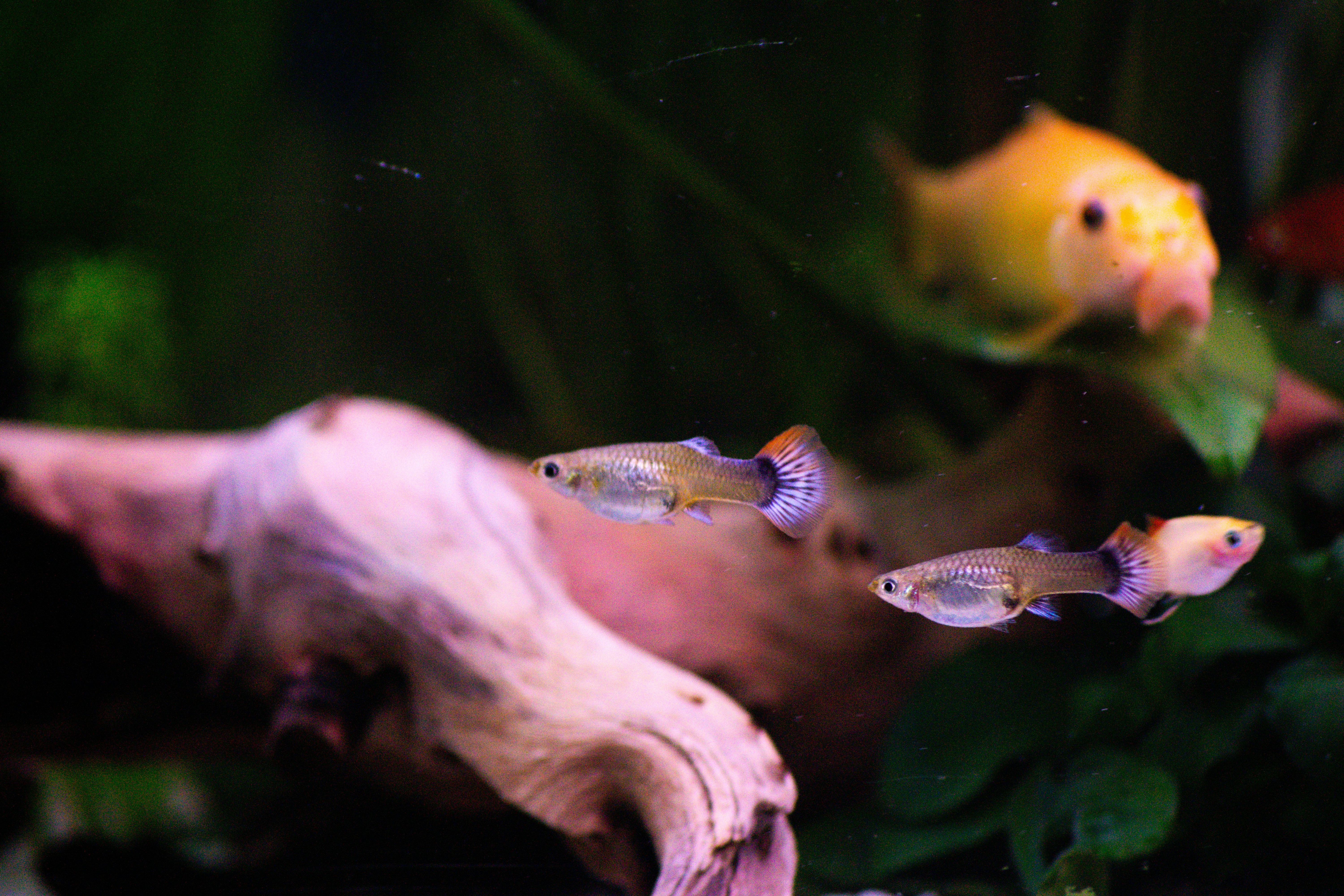 Female Guppy Fish Two numbers (Mixed Color) 