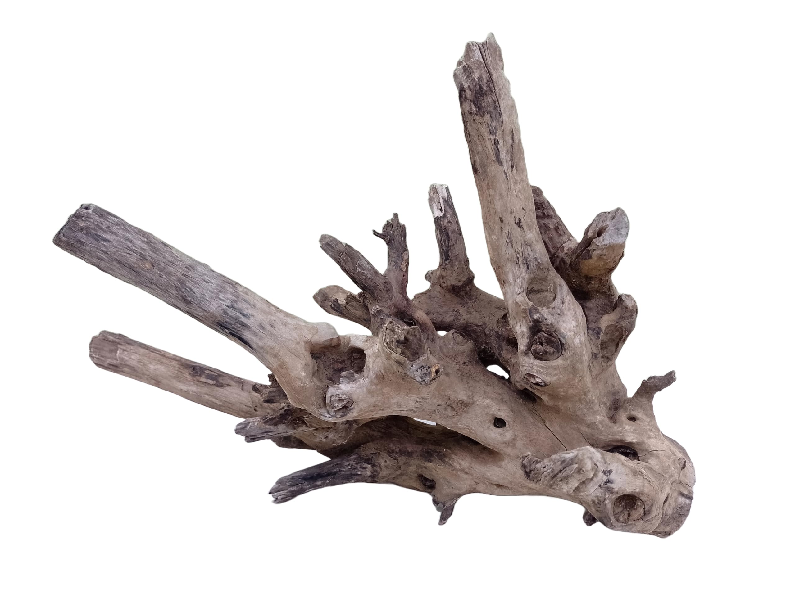 Driftwood For Aquarium Original Teak wood Solid Heavy Driftwood 60 CM Long & Width  (Only for Large Tank)
