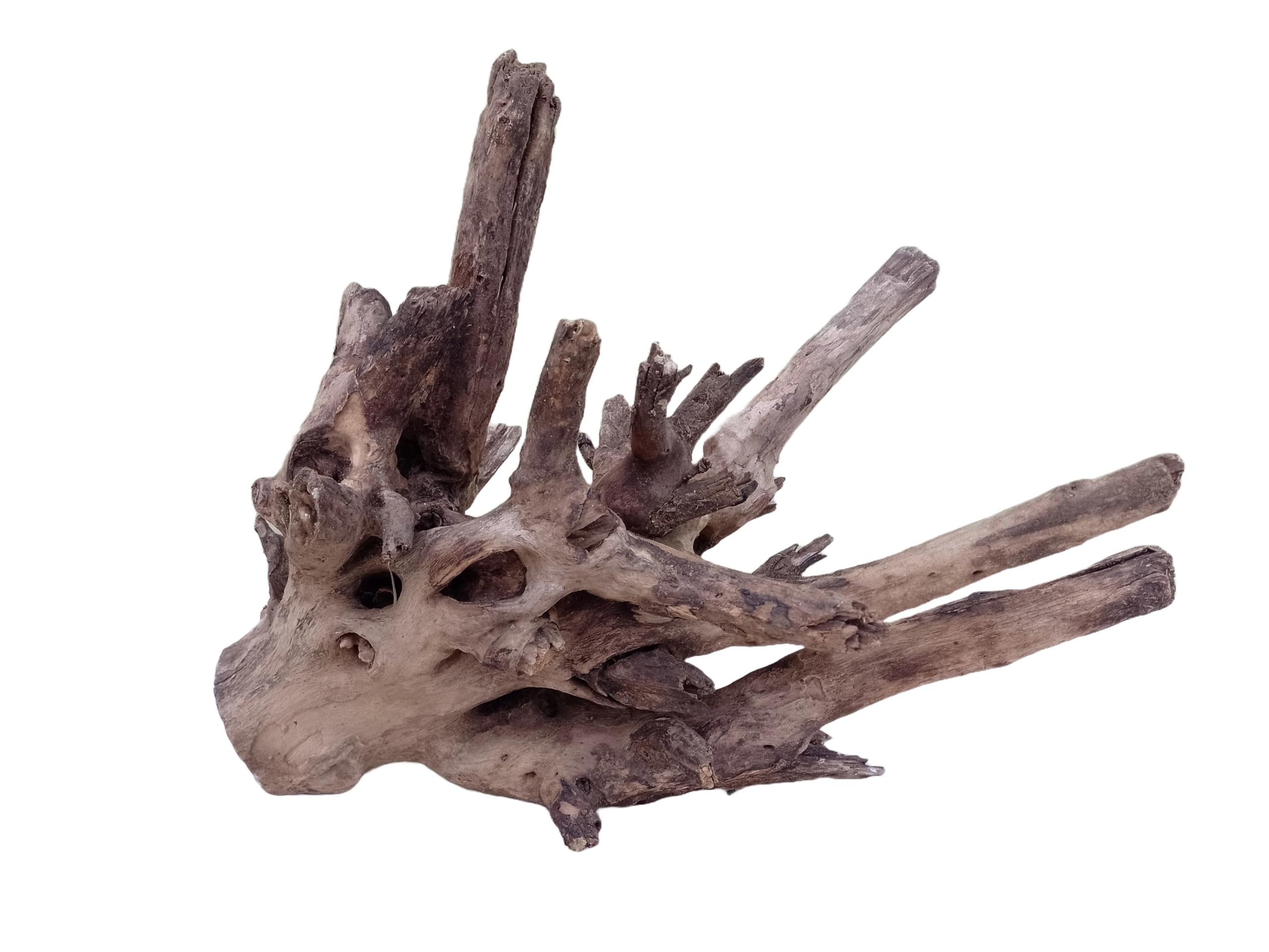 Driftwood For Aquarium Original Teak wood Solid Heavy Driftwood 60 CM Long & Width  (Only for Large Tank)
