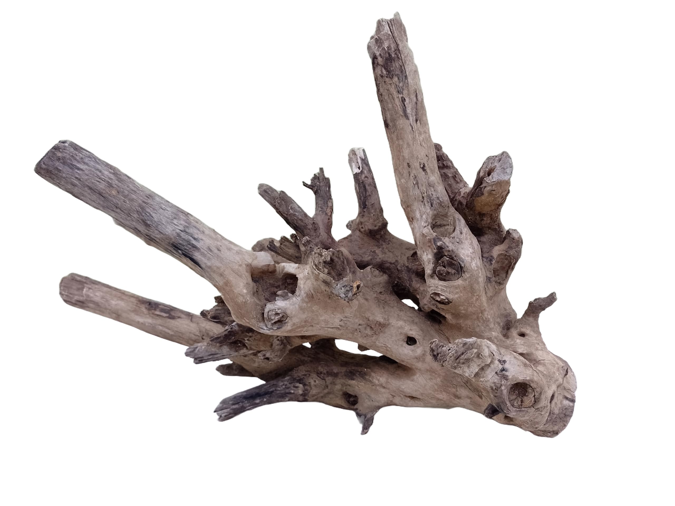 Driftwood For Aquarium Original Teak wood Solid Heavy Driftwood 60 CM Long & Width  (Only for Large Tank)