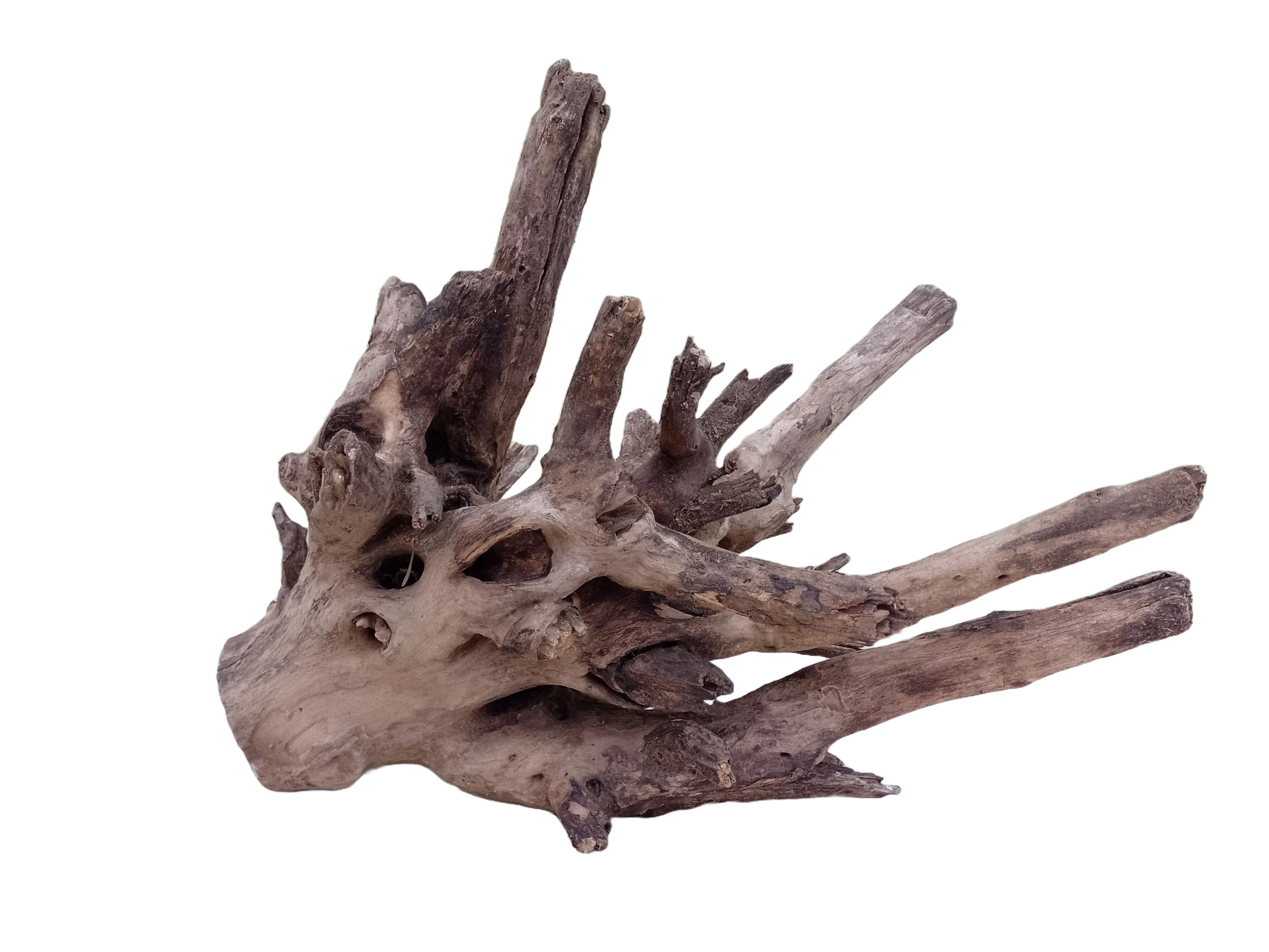 Driftwood For Aquarium Original Teak wood Solid Heavy Driftwood 60 CM Long & Width  (Only for Large Tank)