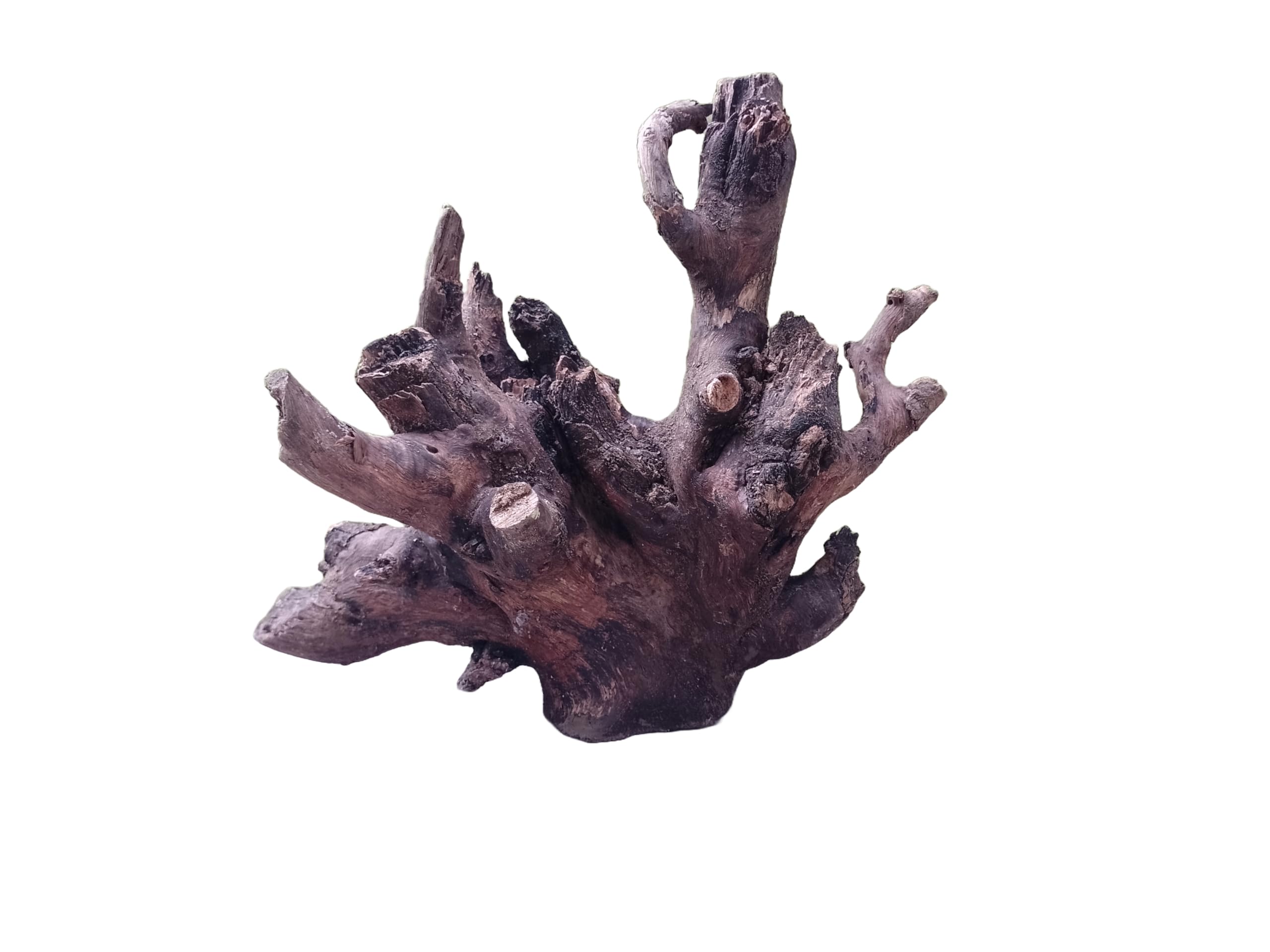 Driftwood For Aquarium Original Teak wood Branch 30-40 CM Height