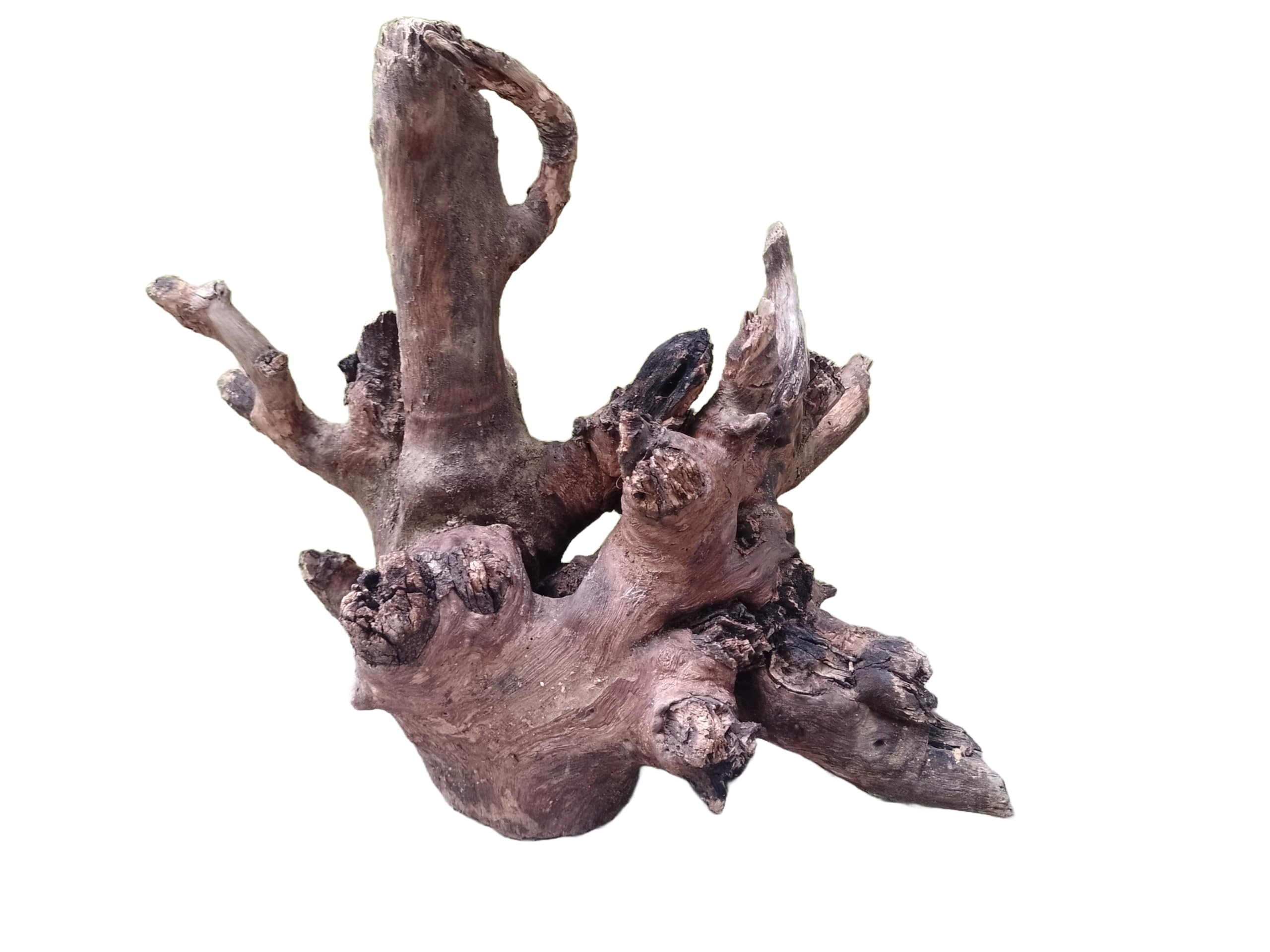 Driftwood For Aquarium Original Teak wood Branch 30-40 CM Height
