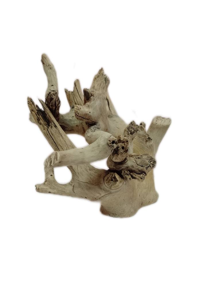 Driftwood sculpture Teak wood Nature art