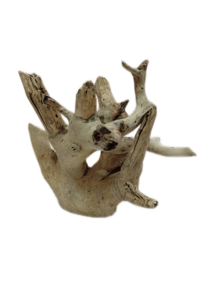 Driftwood sculpture Teak wood Nature art