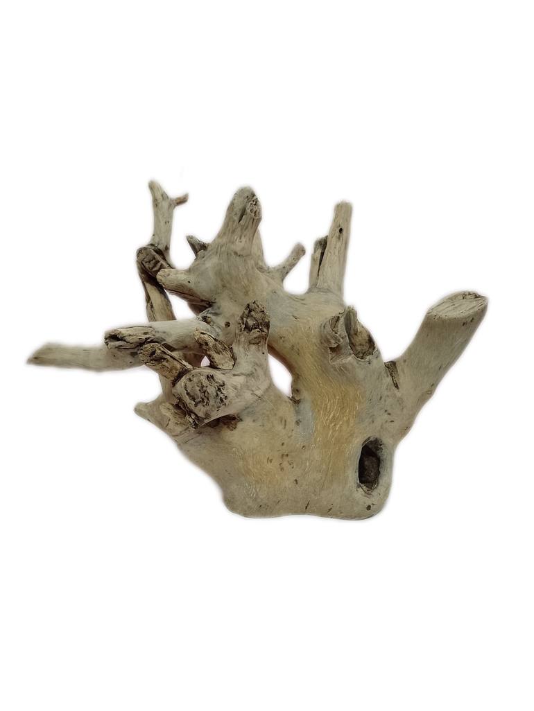 Driftwood sculpture Teak wood Nature art