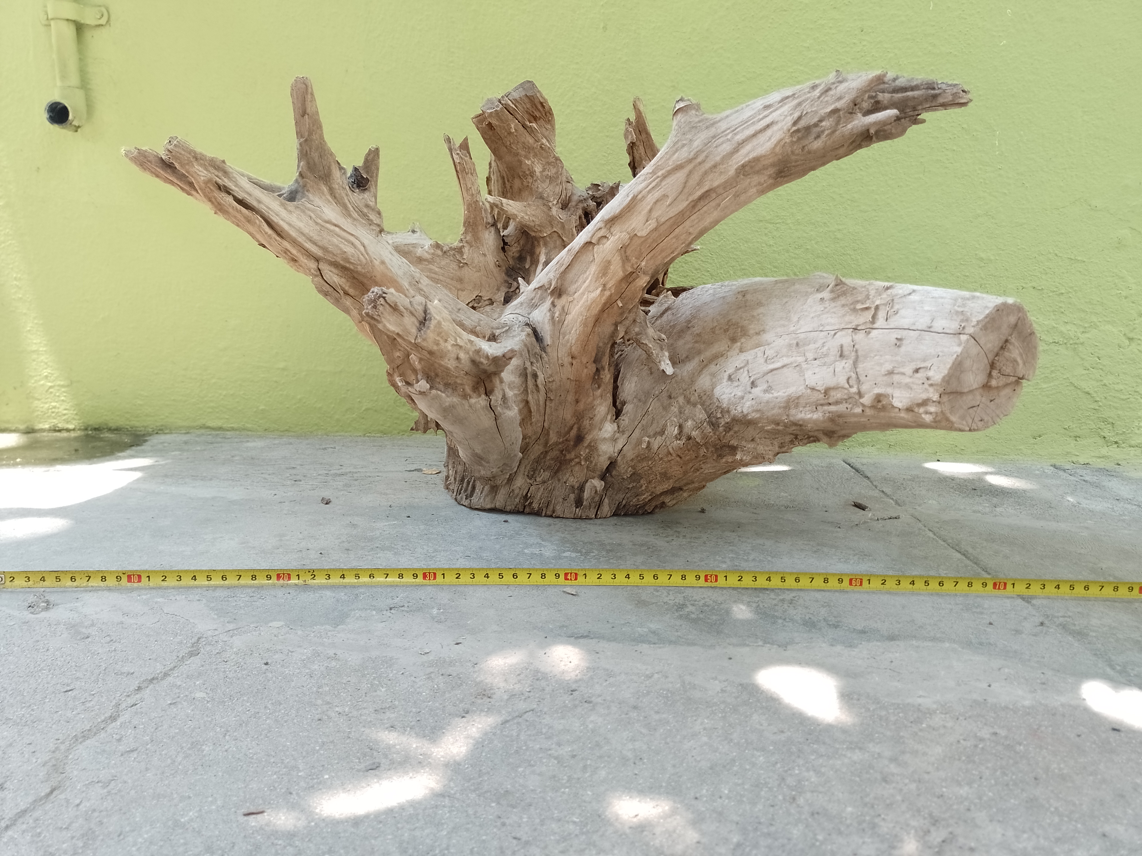 Driftwood For Aquarium Original Teak wood Root 70 CM Long suitable for Coffee table making or Large aquarium